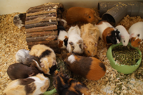 Cavia Als Huisdier 6675